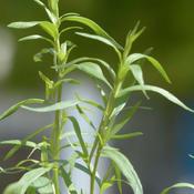Tarragon French (9cm pot) image