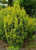 Taxus baccata 'David' (3L pot) image