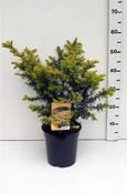 Taxus baccata 'Summergold' (3.5L pot) image