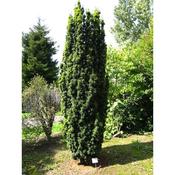 Taxus 'Fastigiata' (3L pot)