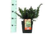 Taxus 'Repandens' (2L pot) image