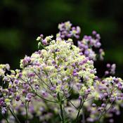 Thalictrum 'Elin' (3L pot) image