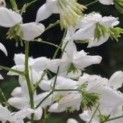 Thalictrum 'Splendide White' (2L pot)