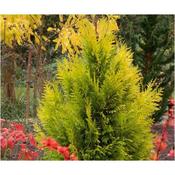 Thuja '4Ever Goldie' (10L pot)