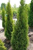 Thuja occidentalis 'Smaragd' (3L pot) image