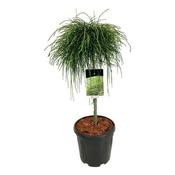 Thuja Plicata 'Whipcord' (15L pot)