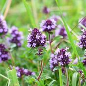 Thyme Common (9cm pot)