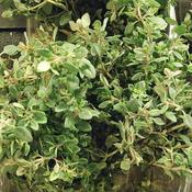 Thyme Lemon Scented (1L pot) image