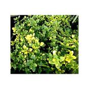 Thyme Lemon Scented (9cm pot) image