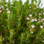 Thymus Compacta (9cm pot)