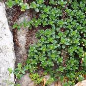 Thymus 'Doone Valley' (9cm pot) image