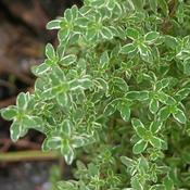 Thymus x citriodorus 'Variegata' (9cm pot)