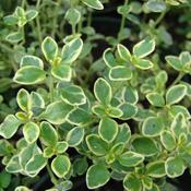 Thymus x citrodorus (1.4L pot)