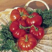 Tomato (Beefsteak) Marmande image