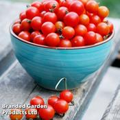 Tomato Bite Size (6)