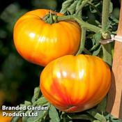 Tomato Buffalosun F1 (6)