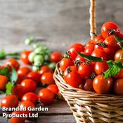 Tomato Consuelo (Crimson Cherry (10)
