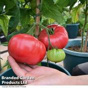 Tomato Crimson Blush Blight Resistant F1 (Rose Crush) (10)