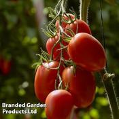 Tomato Nagina F1 (10)