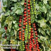 Tomato Rapunzel F1 (6)