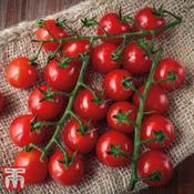 Tomato 'Sweet Success' (8) image