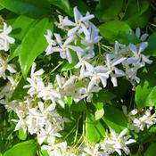 Trachelospermum Jasminoides (9L pot)
