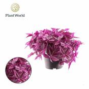 Tradescantia 'Pink Paradise' (14cm pot) image