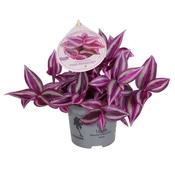 Tradescantia 'Pink Paradise' (10.5cm pot) image