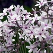 Tulbagia 'Purple Eye' (2L pot) image