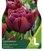 Tulip Alison Bradley XL (12 bulbs) image