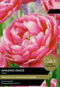 Tulip Amazing Grace (6 bulbs) image