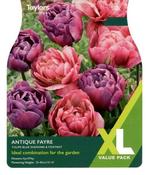 Tulip Antique Fayre XL (12 bulbs)
