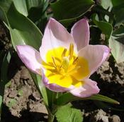 Tulip Bakeri 'Lilac Wonder' (1 bulb – loose)
