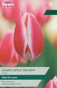 Tulip Candy Apple Delight (7 bulbs) image