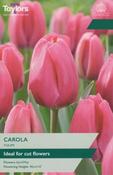 Tulip Carola (7 bulbs)