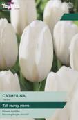 Tulip Catherina (7 bulbs) image