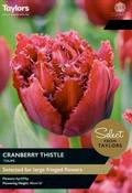 Tulip Cranberry Thistle (7 bulbs) image