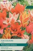 Tulip Fun Colours (9 bulbs) image
