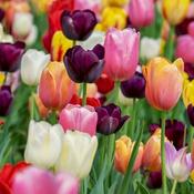 Tulip Garden Mixed (35 bulbs) image