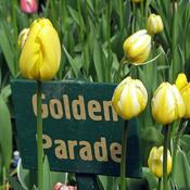 Tulip 'Golden Parade' (1 bulb – loose) image