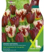 Tulip Grand National XL (15 bulbs) image