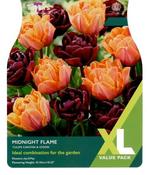 Tulip Midnight Flame XL (12 bulbs) image