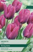 Tulip Negrita (7 bulbs) image