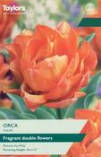 Tulip Orca (5 bulbs)