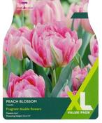 Tulip Peach Blossom XL (12 bulbs) image