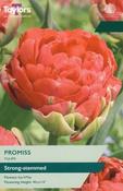 Tulip Promiss (5 bulbs) image