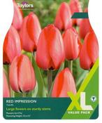 Tulip Red Impression XL (12 bulbs) image