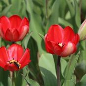 Tulip 'Red Impression' (1 bulb) image