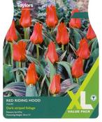 Tulip Red Riding Hood XL (18 bulbs) image