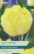 Tulip Secret Perfume (6 bulbs) image